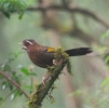 タイワンキンバネガビチョウ（金翼白眉：White-whiskered Laughingthrush）