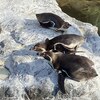 アクアワールド茨城県大洗水族館