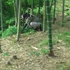 🎋竹林の下草刈り🐝 思わぬ刺客！