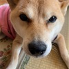 ❤︎柴犬❤︎老人と老犬の日常❤︎ こたつを独占するワンコ