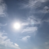【リアル更新】レタスの収穫が始まりました