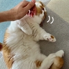 本日のなでなでタイム。