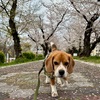さクライマックス