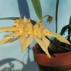 Bulbophyllum annandalei ( Yellow Type)