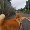 ん？ちくわの換毛期はいつなんだ？