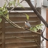 裏庭に野鳥が来るようになりました