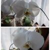 今の我が家の花たちと今日もコロッケ～♪