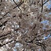 桜満開　週末は信玄公祭り