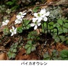 バイカオウレン（梅花黄蓮/梅花黄連）　バイカモ，キンバイソウに負けず人気の山野草．「梅に似た花をつけるオウレン」という名前がつけられました．  オウレンは，根が生薬「黄連」として用いられるためとても有名．オウレンという植物名＆生薬名（そして属名にもなっている）は，生薬として用いる根茎の形状と断面の色に由来するようです．　「梅/梅花の名前が付けられた植物」５