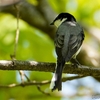 日本　4月30日文殊の森公園で出会った野鳥たち（サンショウクイ、コゲラ、オオルリ、キビタキ）