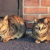 大阪天満宮脇の2匹の猫