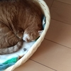 認知症と睡眠障害