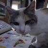 まぁ～ハンドパンの話は無い