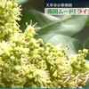 ライチの花が満開　熊本県天草市