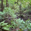高尾山　エビネを探して