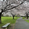 近所の桜で十分な件