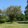 ５．２０（火・晴れ）東京夏日。トランプープーチン、物別れ。郷土アイ、弘前城。