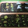 葉挿しのやり方間違ってた😇【多肉植物】