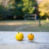 【簡単】塩分ひかえめ！白菜と厚揚げのゆず風味炒めの作り方