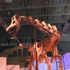 巨大恐竜展2024　その3