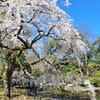 【京都】【桜】『京都御苑』に行ってきました。京都桜 京都旅行 