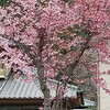 おかめ桜とつくし