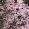 去年の桜