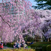 【Nikon Z 7 & Z 50・仙台・榴岡公園】榴岡公園の枝垂れ桜が綺麗でした。 April 2021 