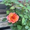 ＊ミニバラも続々と開花♡