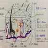 2級範囲 皮膚の構造