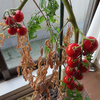 冬トマトの初収穫