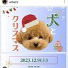 THE DOG FES vol.6-犬とクリスマス 12/9（土）１０時〜 会場 白井総合公園 芝生が綺麗でお散歩に最適な公園