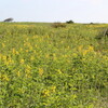 原生花園へ②（6月16日）