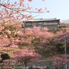 雨引観音の河津桜・①