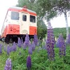 道東の初夏2020「ルピナス相生鉄道公園･野中温泉･オンネトー湯の滝･白藤の滝･阿寒湖畔スキー場･鶴舞ウイングス･女満別駅･JAL都心飛行ルート」