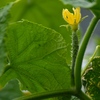 今朝は夏野菜撮り