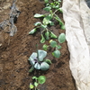 葉物野菜の植え付け