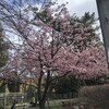 河津桜