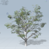 【SpeedTree】枝葉テクスチャを作成する（2）