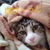 寝ぼけ顔が  ちょっと男前な 子猫😼✨