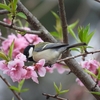 春と冬が混在する菅生沼遊歩道