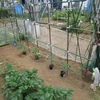 夏野菜の苗を植える