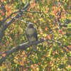 弥富野鳥園のノスリ