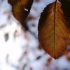 小石川後楽園の紅葉