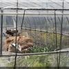 ビニールハウスの換気口