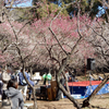 神社の梅の花など