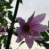 Dahlia imperialis