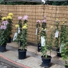 菊花展