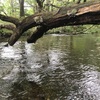 【速報】栃木県〜福島県渓流ルアーフィッシング遠征1日目〜奥日光湯川