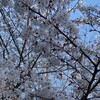 桜が咲いた
